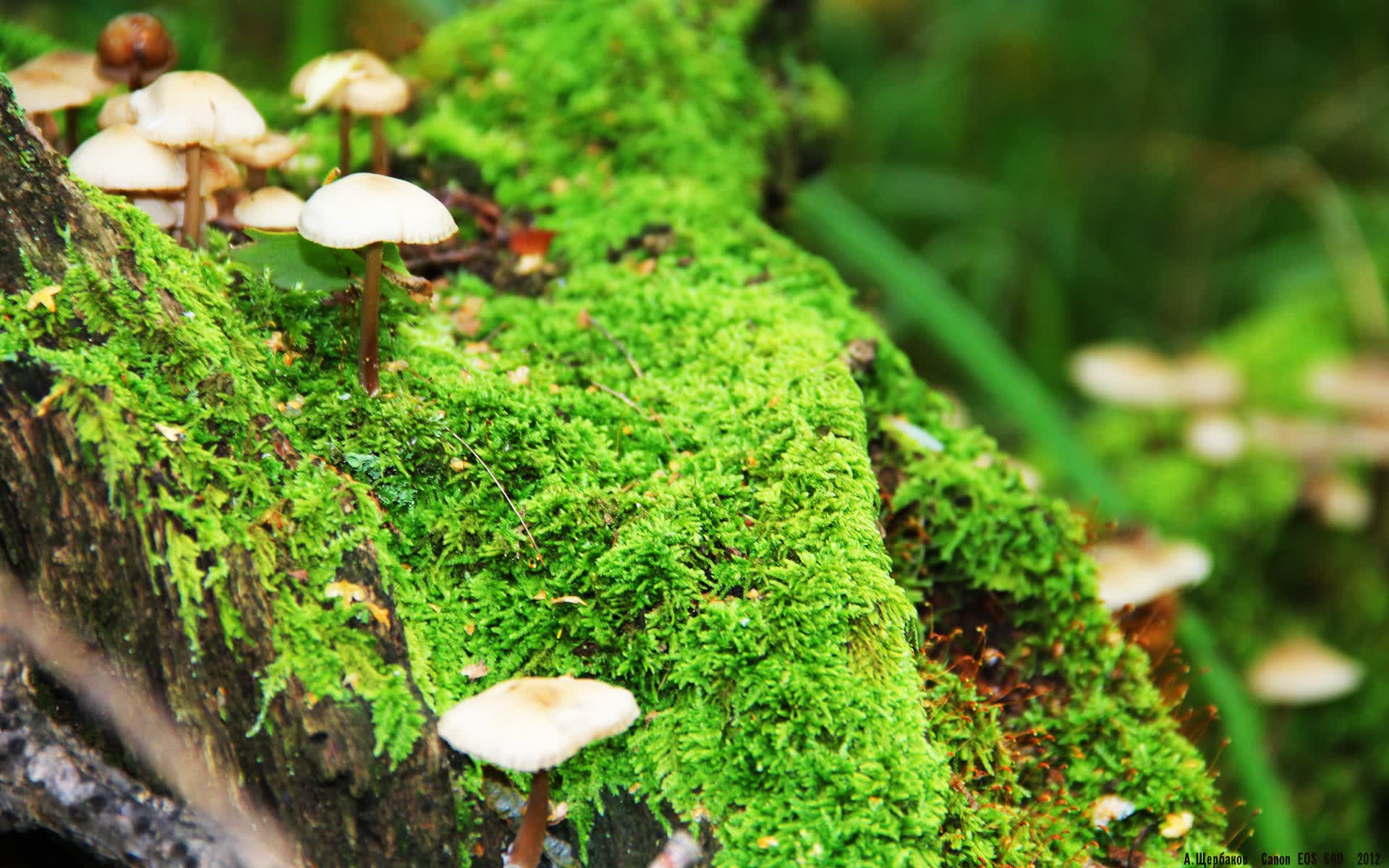 世界保龄球社区推广月志愿者技能晋级第二轮开班,世界保龄球锦标赛
